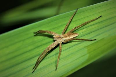 Pisaure admirable Pisaura mirabilis (Clerck, 1758)