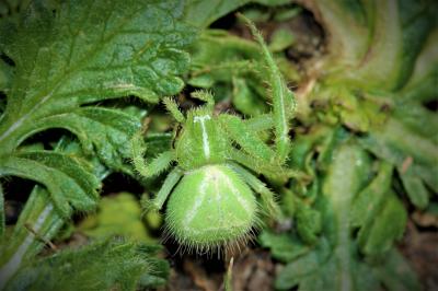 Thomise épineux Heriaeus 