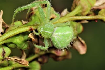 Thomise épineux Heriaeus 