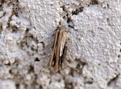  Psychidae Boisduval, 1828