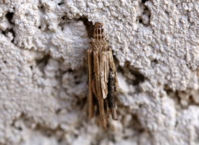  Psychidae Boisduval, 1828