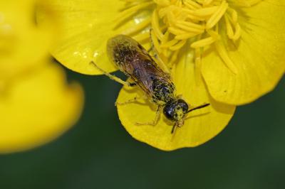  Paratenthredo frauenfeldii (Giraud, 1857)