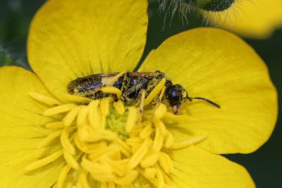  Paratenthredo frauenfeldii (Giraud, 1857)
