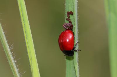  Chrysomela Linnaeus, 1758