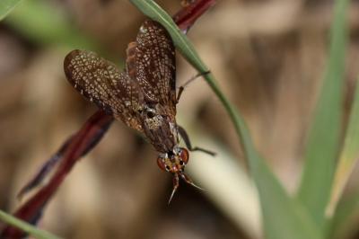  Euthycera 
