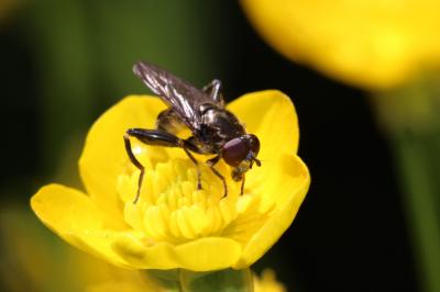  Chalcosyrphus nemorum (Fabricius, 1805)