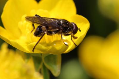  Chalcosyrphus nemorum (Fabricius, 1805)