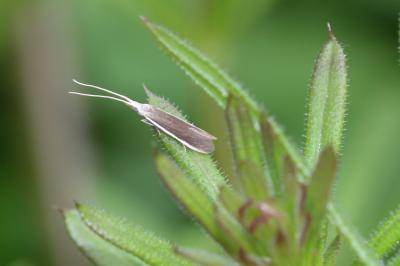  Coleophora albella (Thunberg, 1788)