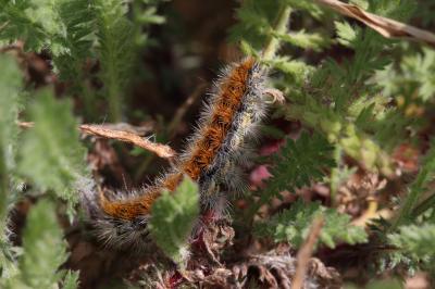 Ecaille pourprée (L'), Ecaille mouchetée (L') Diacrisia purpurata (Linnaeus, 1758)