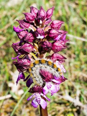 Ecaille pourprée (L'), Ecaille mouchetée (L') Diacrisia purpurata (Linnaeus, 1758)