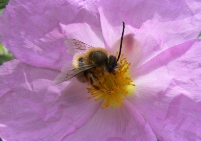 Eucère à longues antennes Eucera longicornis (Linnaeus, 1758)