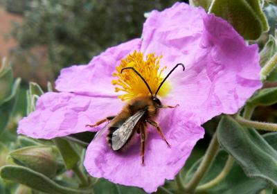 Eucère à longues antennes Eucera longicornis (Linnaeus, 1758)