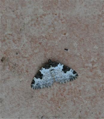 Incertaine (L'), Phalène ondée (La) Xanthorhoe fluctuata (Linnaeus, 1758)