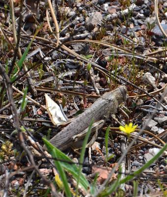 Criquet égyptien Anacridium aegyptium (Linnaeus, 1764)