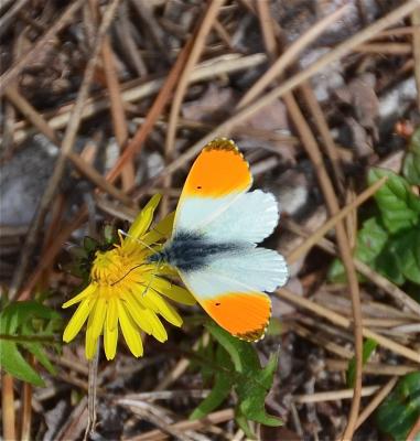 Aurore (L') Anthocharis cardamines (Linnaeus, 1758)