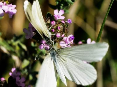Piéride du Lotier (La), Piéride de la Moutarde (La Leptidea sinapis (Linnaeus, 1758)