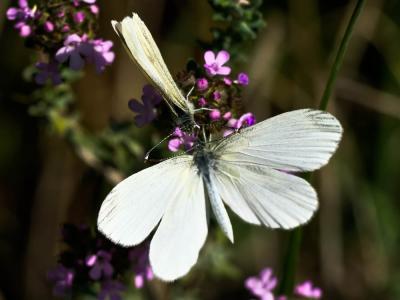 Piéride du Lotier (La), Piéride de la Moutarde (La Leptidea sinapis (Linnaeus, 1758)