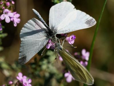 Piéride du Lotier (La), Piéride de la Moutarde (La Leptidea sinapis (Linnaeus, 1758)