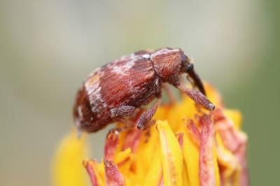  Anthonomus pedicularius (Linnaeus, 1758)