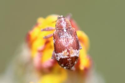  Anthonomus pedicularius (Linnaeus, 1758)