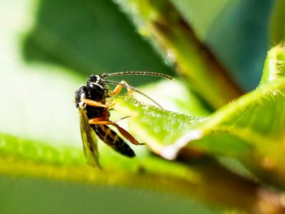  Diplazon laetatorius (Fabricius, 1781)