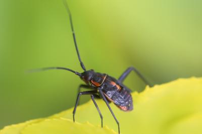 Miride variable, Punaise décorée Calocoris nemoralis (Fabricius, 1787)