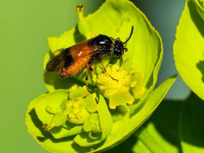  Arge cyanocrocea (Förster, 1771)