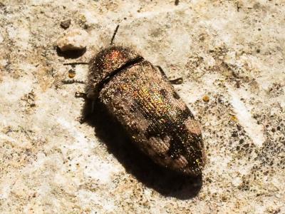 Acméodère de la Piloselle Acmaeodera pilosellae (Bonelli, 1812)