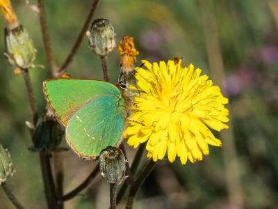 Thécla de la Ronce (La), Argus vert (L') Callophrys rubi (Linnaeus, 1758)