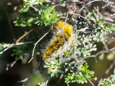 Ecaille pourprée (L'), Ecaille mouchetée (L') Diacrisia purpurata (Linnaeus, 1758)