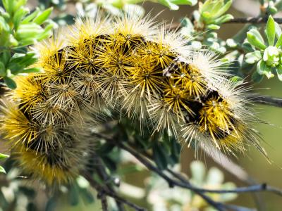Ecaille pourprée (L'), Ecaille mouchetée (L') Diacrisia purpurata (Linnaeus, 1758)