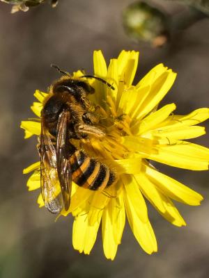  Halictus scabiosae (Rossi, 1790)