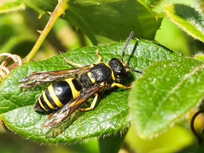 Guêpe maçonne Ancistrocerus parietinus (Linnaeus, 1760)
