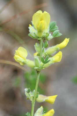 Cytise couché, Cytise étalé Cytisus hirsutus L., 1753