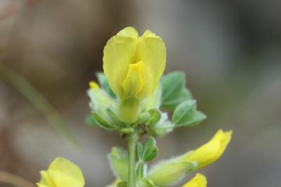 Cytise couché, Cytise étalé Cytisus hirsutus L., 1753