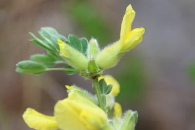 Cytise couché, Cytise étalé Cytisus hirsutus L., 1753