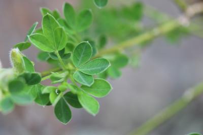 Cytise couché, Cytise étalé Cytisus hirsutus L., 1753