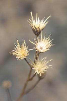 Serratule des teinturiers, Sarrette Serratula tinctoria L., 1753
