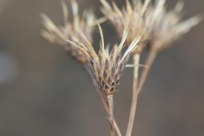 Serratule des teinturiers, Sarrette Serratula tinctoria L., 1753