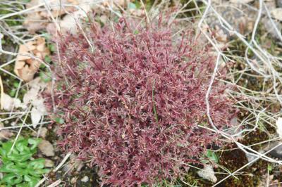 Saxifrage continentale Saxifraga fragosoi Sennen, 1929