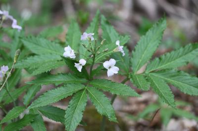Dentaire pennée Cardamine heptaphylla (Vill.) O.E.Schulz, 1903