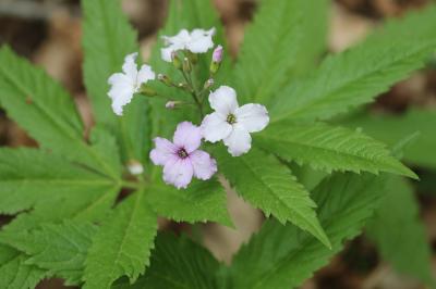 Dentaire pennée Cardamine heptaphylla (Vill.) O.E.Schulz, 1903