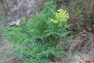 Moloposperme du Péloponnèse Molopospermum peloponnesiacum (L.) W.D.J.Koch, 1824