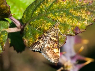  Pyrausta aurata (Scopoli, 1763)
