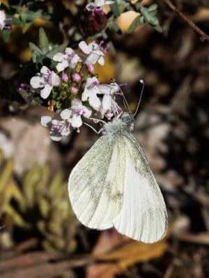 Piéride du Lotier (La), Piéride de la Moutarde (La Leptidea sinapis (Linnaeus, 1758)