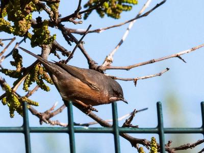 Fauvette passerinette Sylvia cantillans (Pallas, 1764)