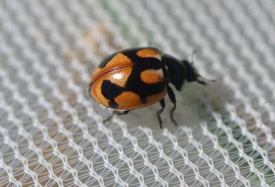  Coccinella hieroglyphica Linnaeus, 1758