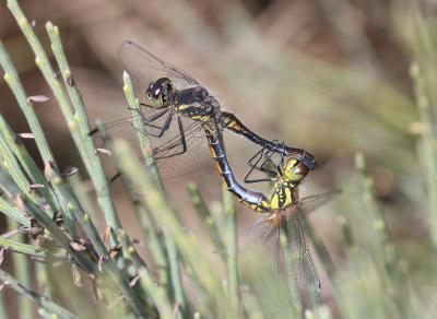 Sympétrum noir (Le) Sympetrum danae (Sulzer, 1776)