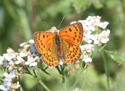 Cuivré de la Verge-d'or (Le), Cuivré satiné (Le),  Lycaena virgaureae (Linnaeus, 1758)