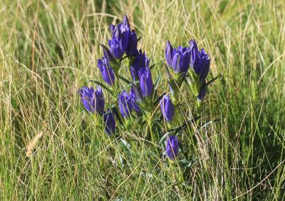 Gentiane des marais, Gentiane pulmonaire des marai Gentiana pneumonanthe L., 1753